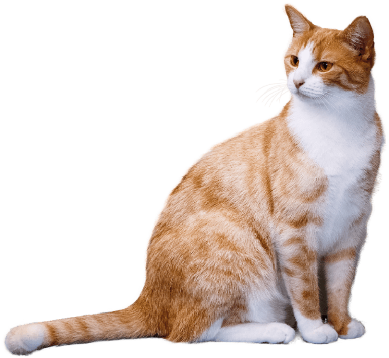 katzenbetreuung katze